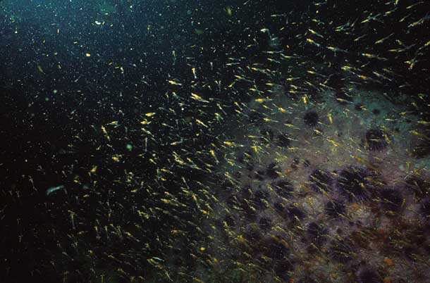 Swarm of krill