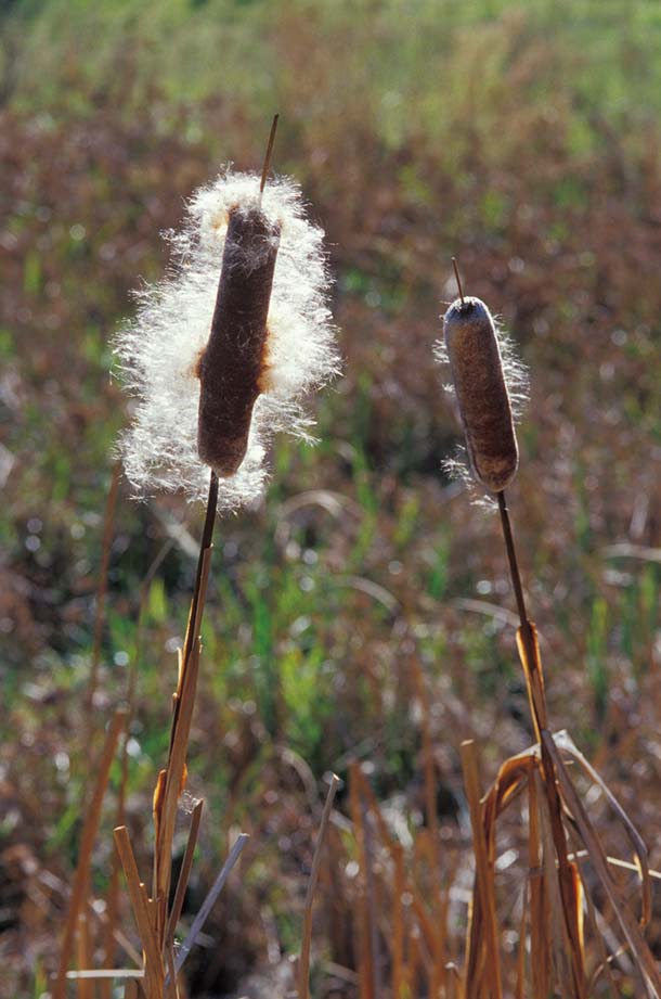 Cattail gone to seed