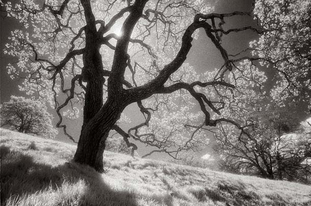 SECOND PLACE Bill Helsel: Oak tree, Briones Regional Park