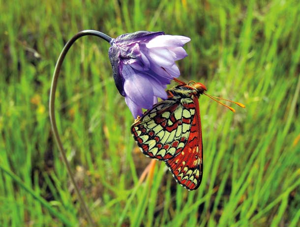Deane Little: Checkerspot butterfly on blue dicks, Sunol Regional Wilderness