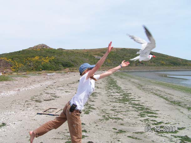 Researcher releases banded tern