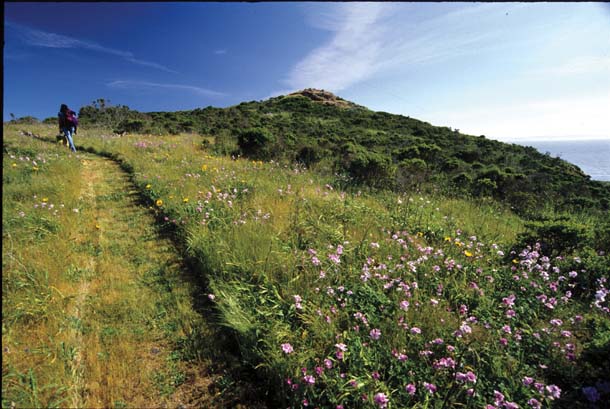 Trail to the summit of Brooks Island