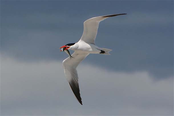 Caspian tern in flight, with herring