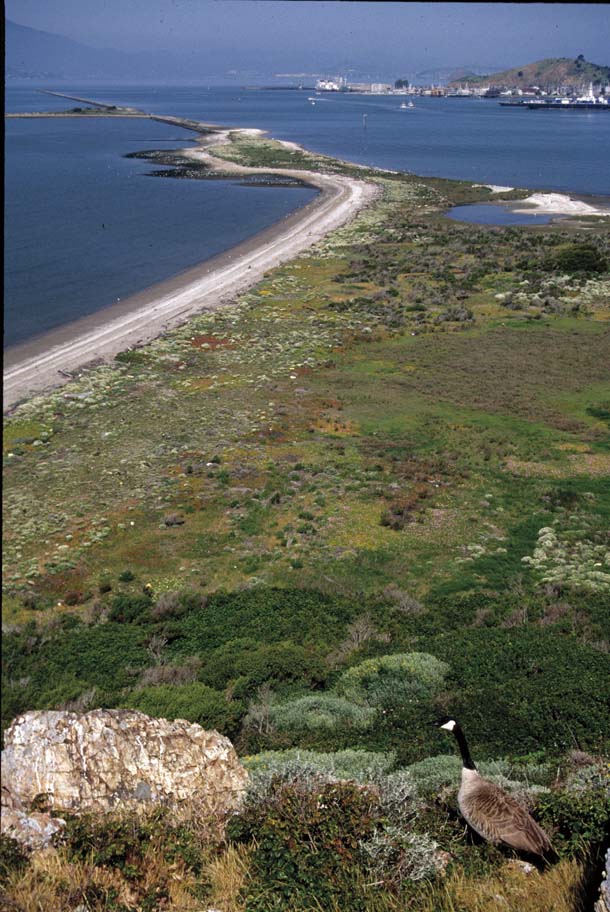 Brooks Island, view northwest, with goose