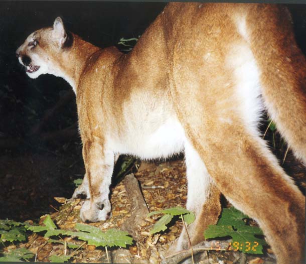 Mountain lion caught by strobe camera