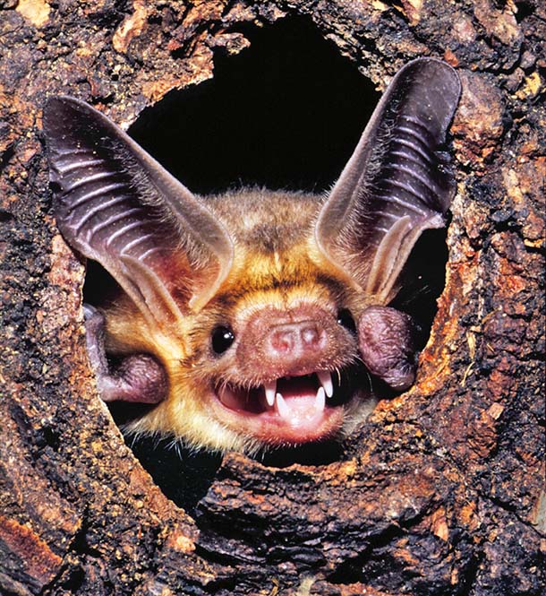 Pallid bat in tree cavity