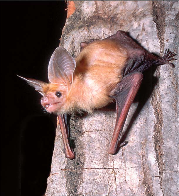 Pallid bat crawling on trunk