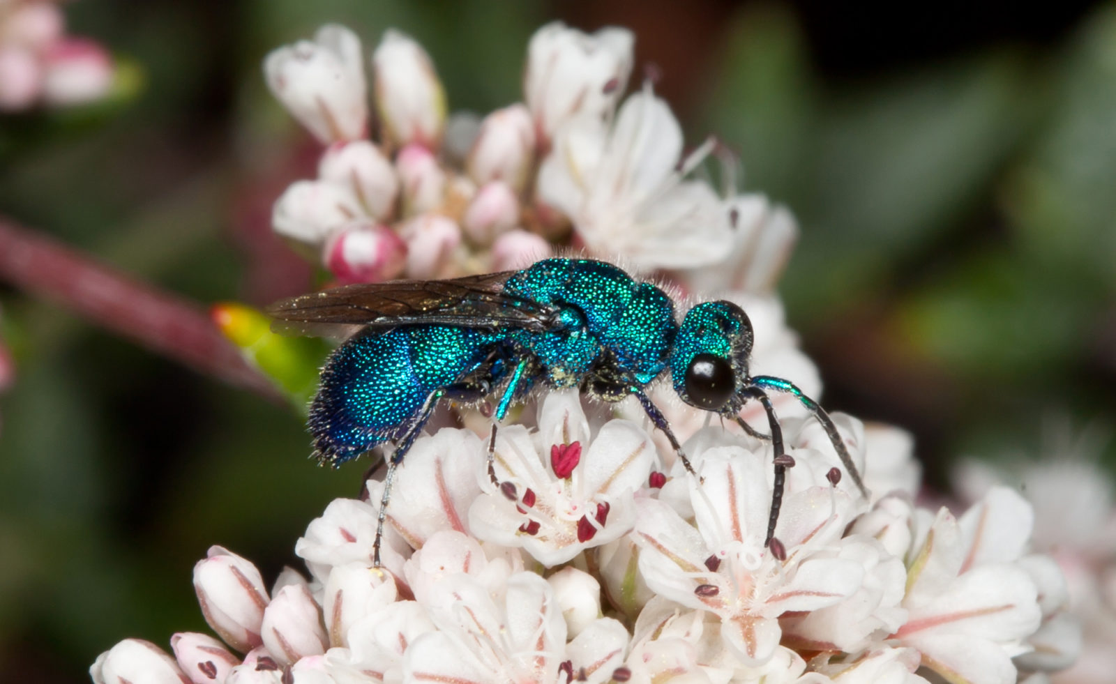 What are you doing here? Cuckoo Wasp in a box - Bug News