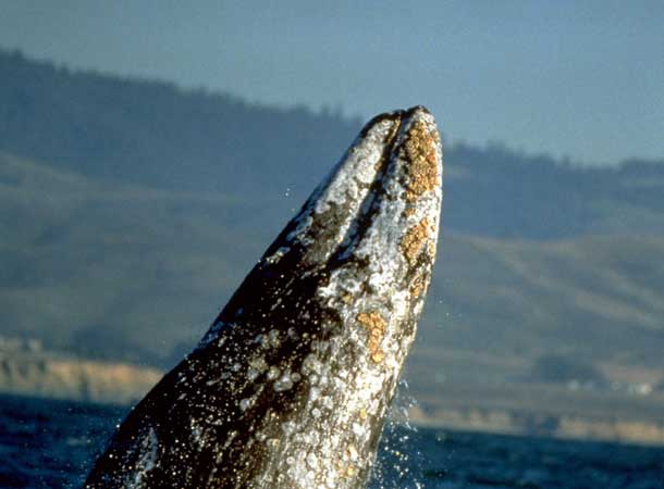 breaching gray whale