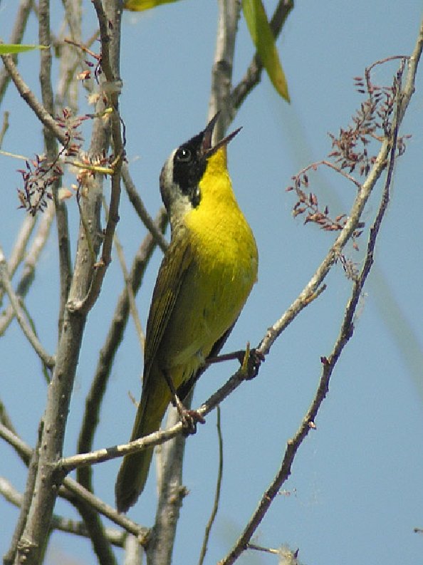 Common yellowthroat