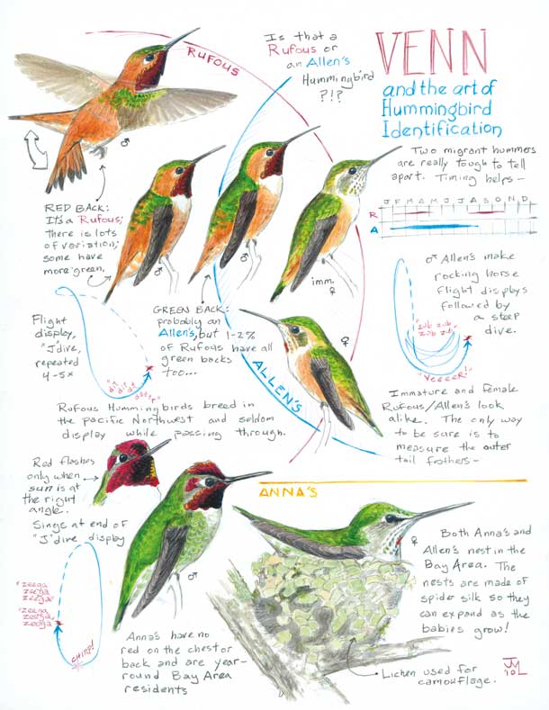 Hummingbird Identification