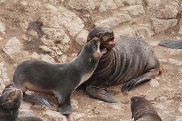 fur seal, Stellar sea lion pup