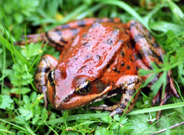 Red-legged frog