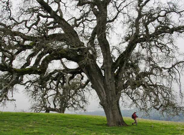 Oak tree and hiker