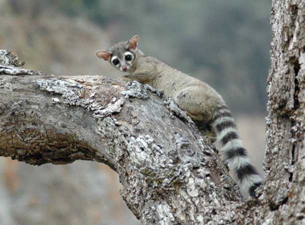 Where are the Ringtails?