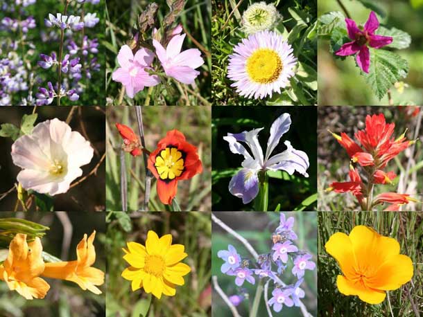 Santa Clara Valley Wildflower Guide