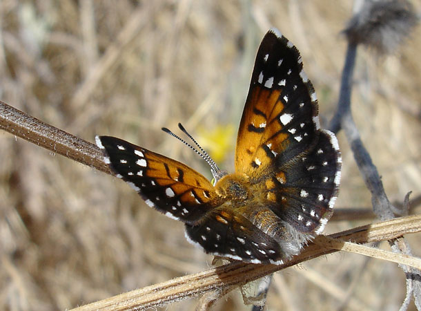 Endangered Antioch Butterfly Needs a Hand -
