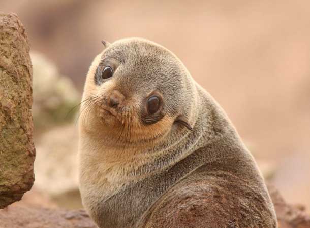 Fur Seals Making a Comeback on the Farallones -