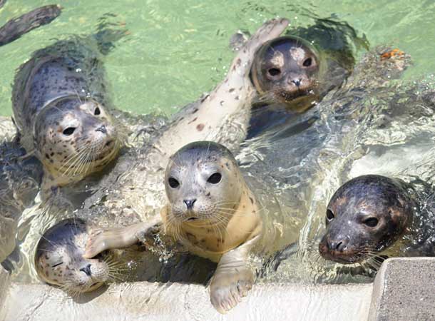 Pacific Harbor Seal  The Marine Mammal Center