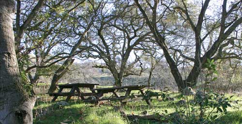 Picnic tables at Sunol Regional Wilderness