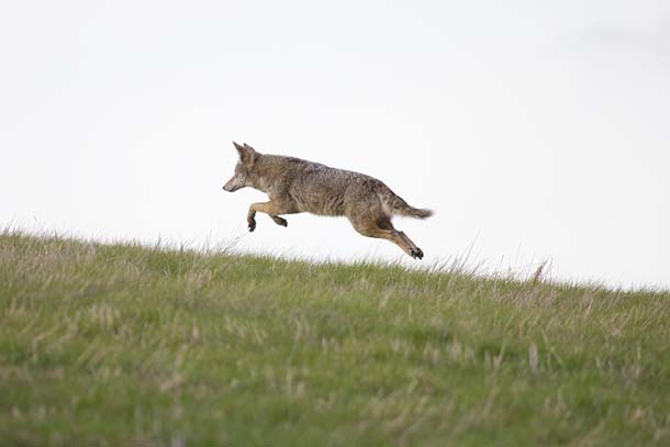 Leaping coyote