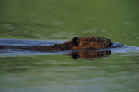 Swimming beaver