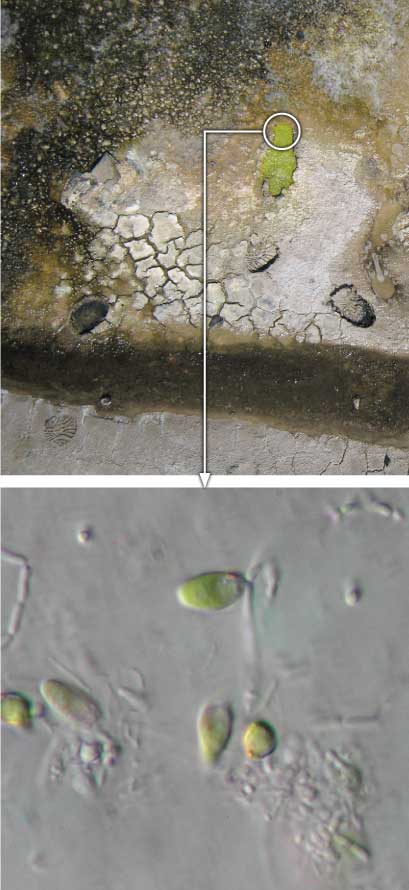 Macro and micro photos of dinoflagellates and halobacteria
