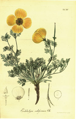 Poppy botanical sketch