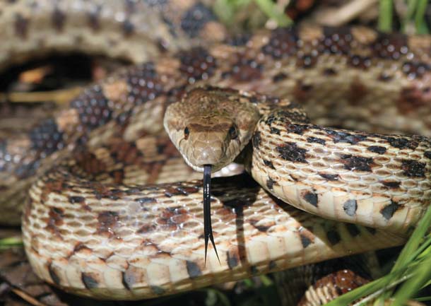 Gopher snake imitates rattler