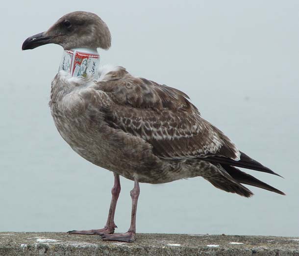 Beer can gull