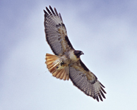 Nail-gunned hawk