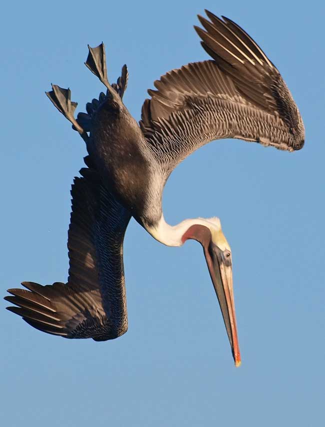 diving pelican