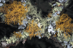 Branch with lichen