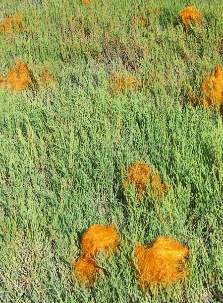 pickleweed marsh with orange dodder