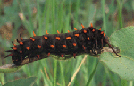 Pipevine swallowtail butterfly caterpillar