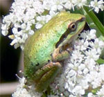 Pacific chorus frog