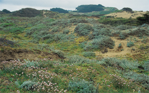 Protected Dunes