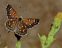 Lange's Metalmark Butterfly
