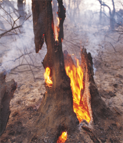 Bishop pine on fire
