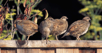 California quail juveniles