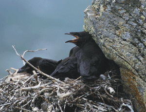 Raven nest sites