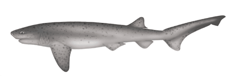 Sevengill shark