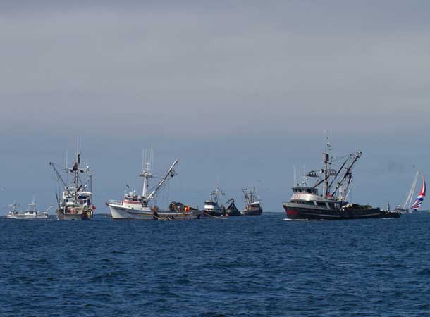 Squid fishing boats