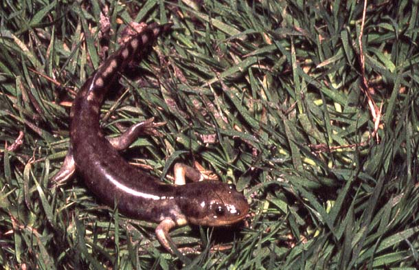 Tiger Salamander at CNWS
