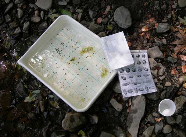 tadpole research tray