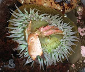 Anemone devouring crab