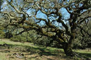 Oak in Jack London State Park