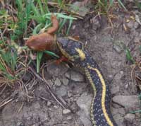 California Newt V. Garter Snake