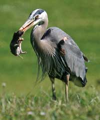 Heron catches gopher