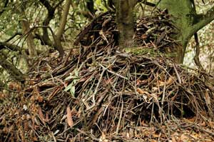Woodrat nest in tree